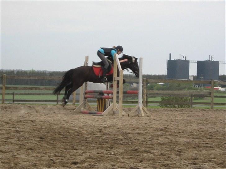 Anden særlig race Alexander<3 -  Fordi han har tillid til mig!<3 - Spring undervisning [foto - Sarah] billede 3