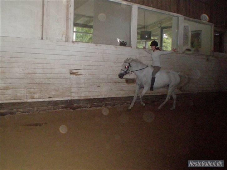 Anden særlig race Ladystar *R.I.P.* - galop(foto Hannah) billede 10