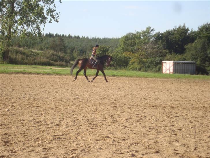 Dansk Varmblod Carter V billede 2