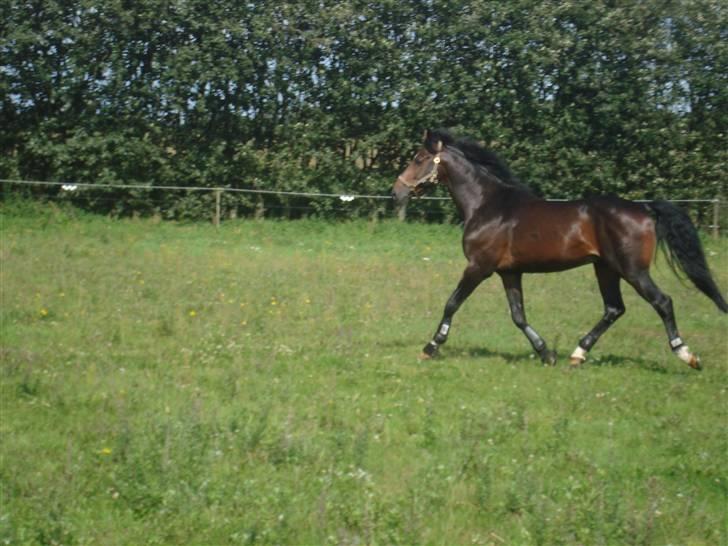 Dansk Varmblod Carter V - Se mig.. billede 4