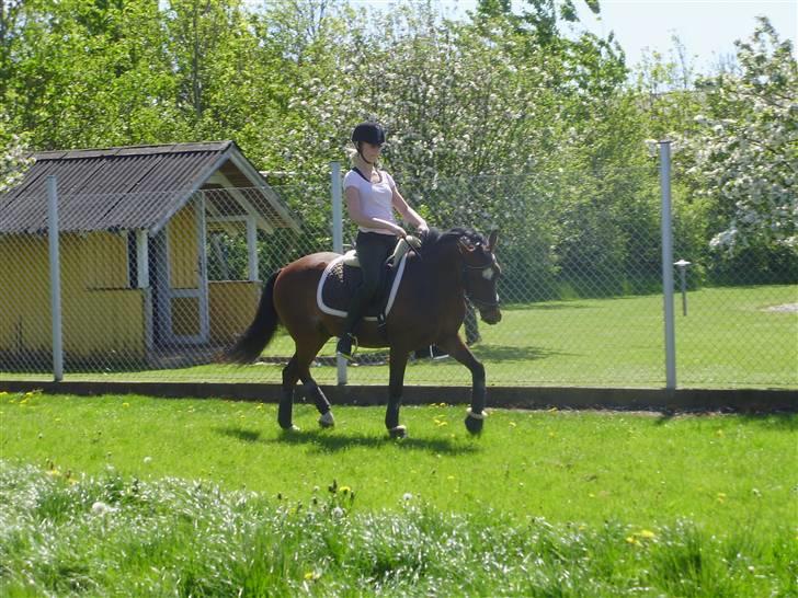 DSP Marengo - SOLGT :'( :'( - Træning derhjemme <3 Fotograf Malene Bjørnskov (LL) <3  billede 9