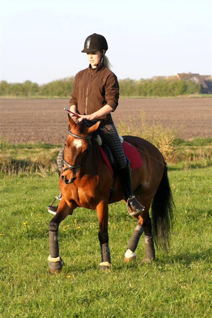 DSP Marengo - SOLGT :'( :'( - Træning <3 Fotograf : Annemette <3  billede 10