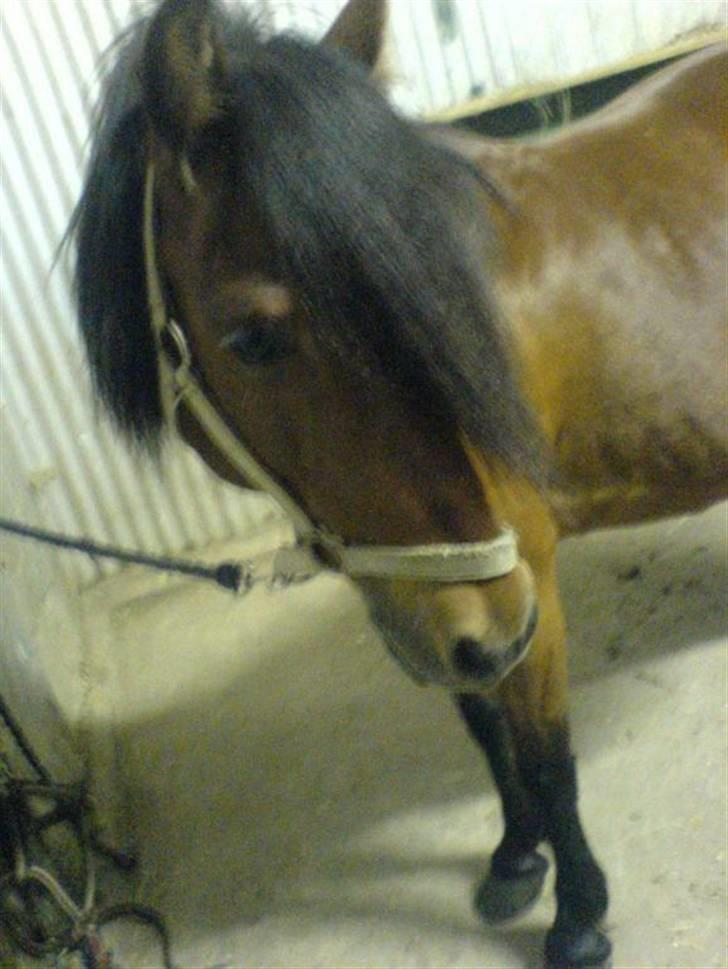 Gotlandsruss Valbyholms Gotland - elsker dig gotland  billede 2