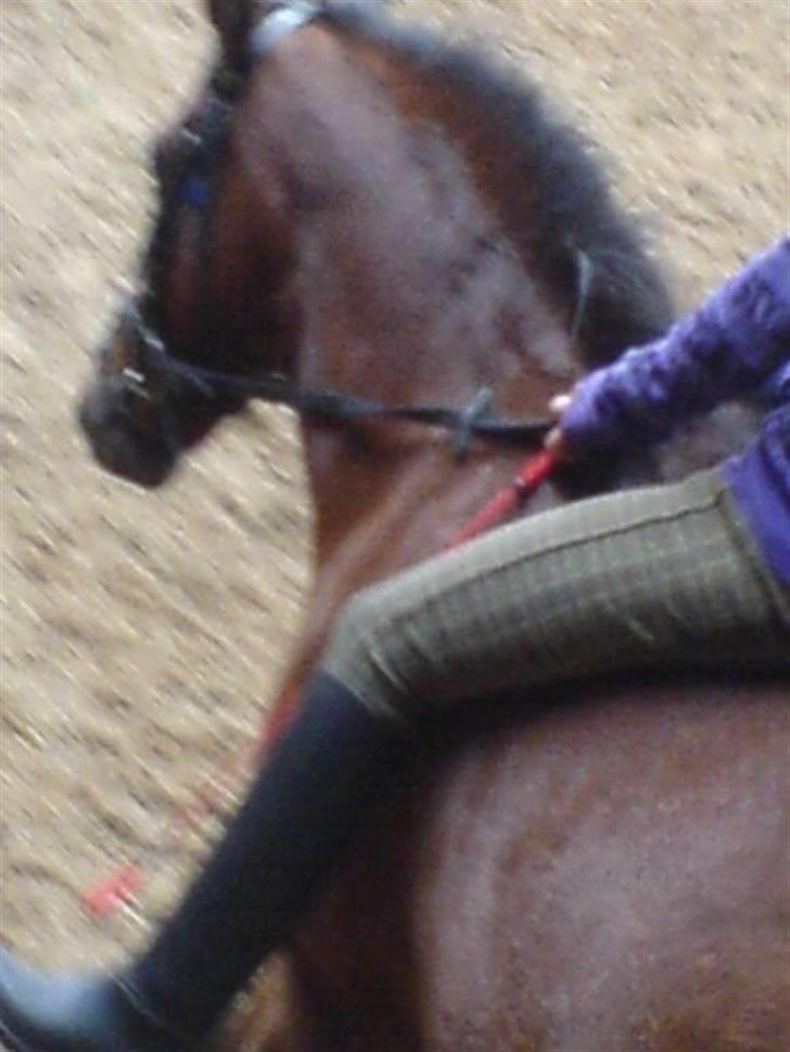 Gotlandsruss Valbyholms Gotland - mig der rider gotland uden saldel  billede 4