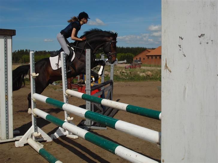 Dansk Varmblod Carter V billede 6