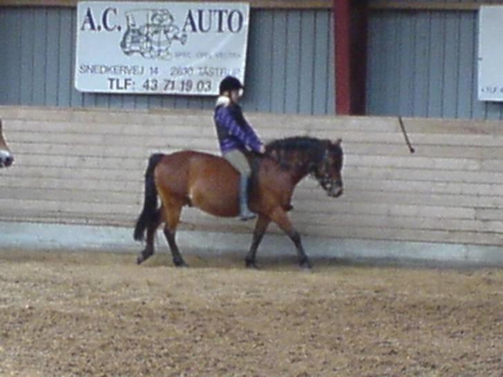 Gotlandsruss Valbyholms Gotland - mig der rider gotland uden saldel  billede 5
