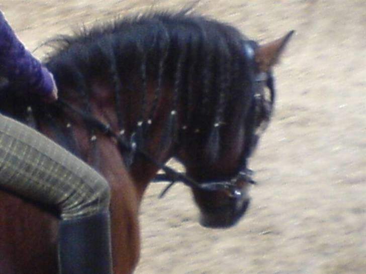 Gotlandsruss Valbyholms Gotland - mig der rider gotland uden saldel  det er også et rigtig godt billed  billede 7