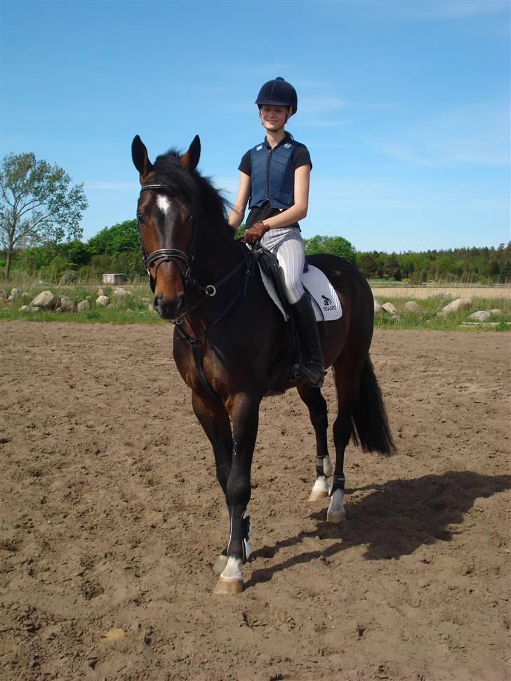 Dansk Varmblod Carter V billede 8