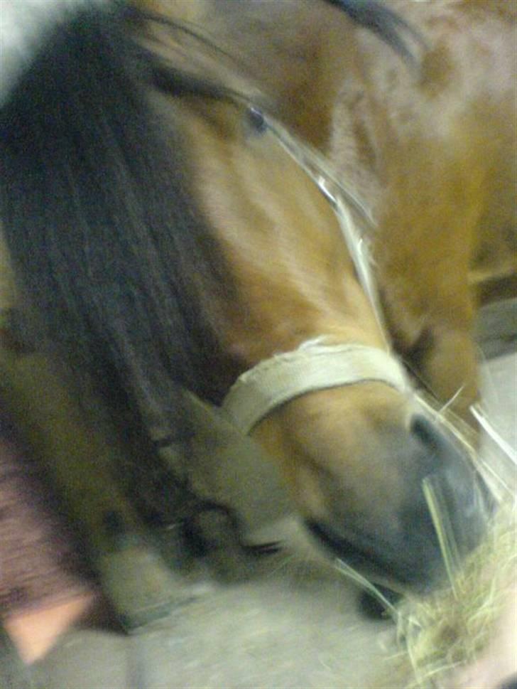 Gotlandsruss Valbyholms Gotland - elsker dig din mad elskeer ii; <3  billede 9