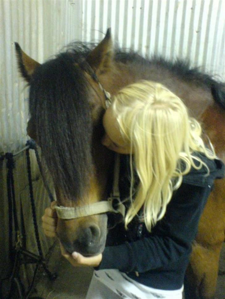 Gotlandsruss Valbyholms Gotland - skat du betyder alt og det vil du altid gøre min dejlige smukke poonse  billede 11