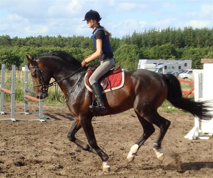 Dansk Varmblod Carter V - Springundervisning. billede 11