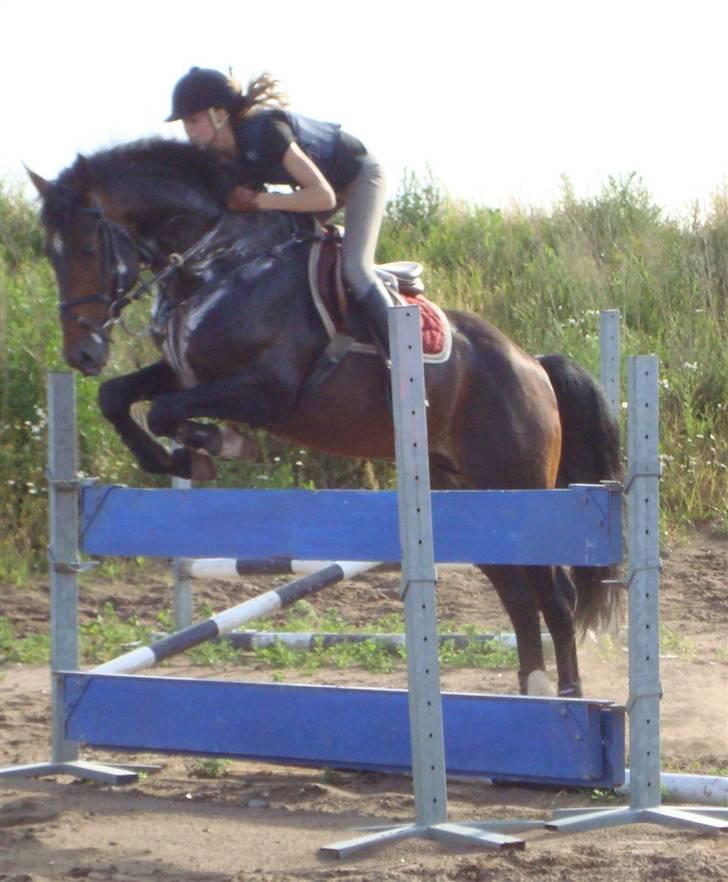 Dansk Varmblod Carter V - Springundervisning. billede 12