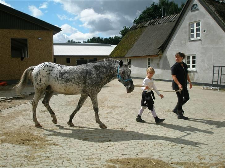 Appaloosa Benno - Fedt nu skal jeg på fold billede 20