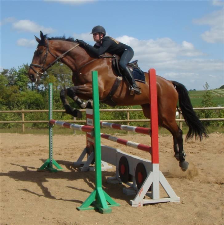 Dansk Varmblod Catuna <3 *Solgt* billede 1