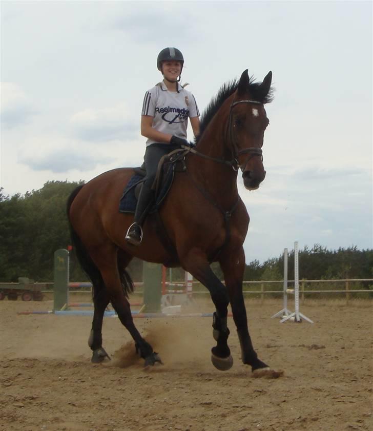 Dansk Varmblod Catuna <3 *Solgt* billede 2