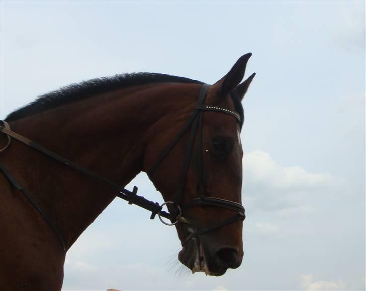 Dansk Varmblod Catuna <3 *Solgt* billede 3