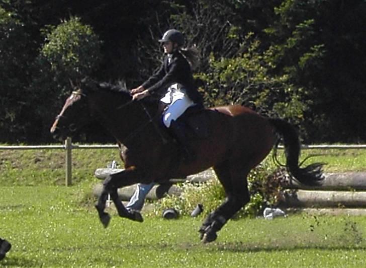 Dansk Varmblod Catuna <3 *Solgt* billede 5