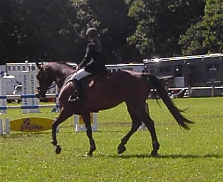 Dansk Varmblod Catuna <3 *Solgt* billede 6