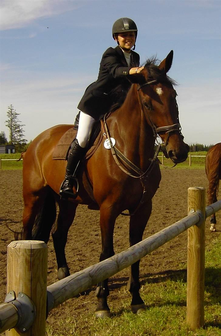 Dansk Varmblod Catuna <3 *Solgt* billede 7