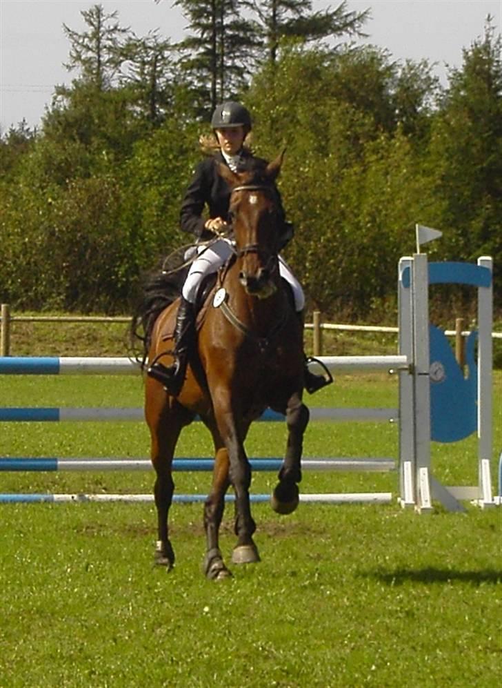 Dansk Varmblod Catuna <3 *Solgt* billede 8