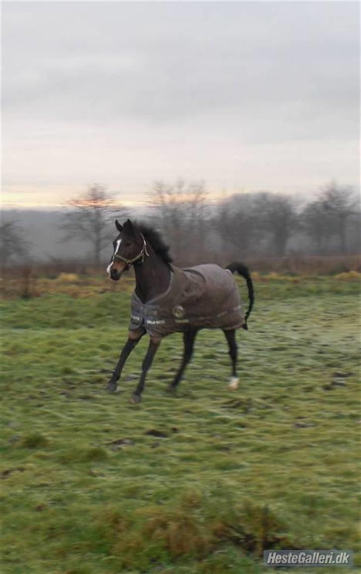 Anden særlig race Cashmir "solgt" billede 2