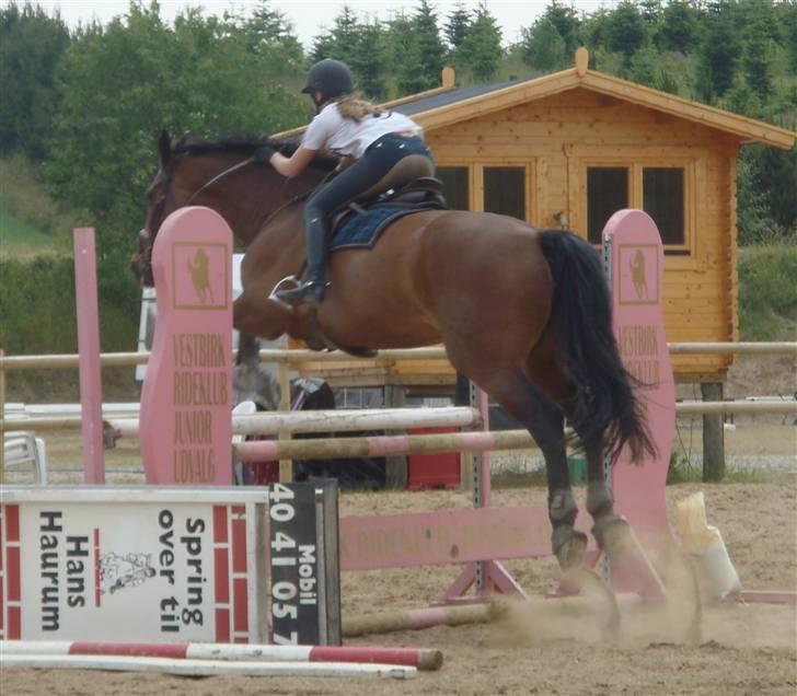 Dansk Varmblod Catuna <3 *Solgt* billede 9