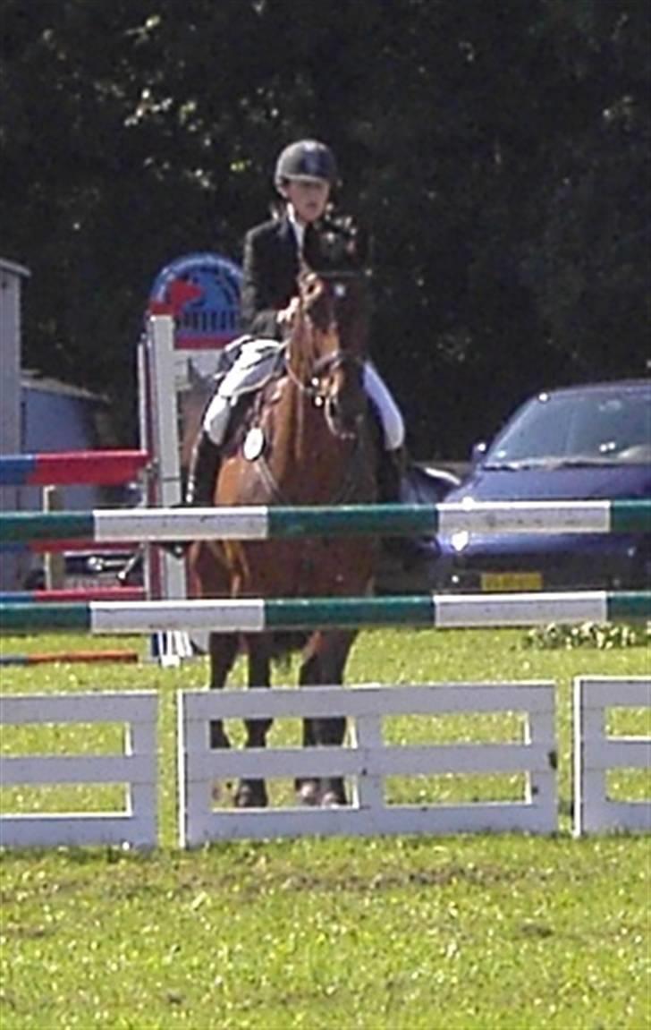 Dansk Varmblod Catuna <3 *Solgt* billede 10