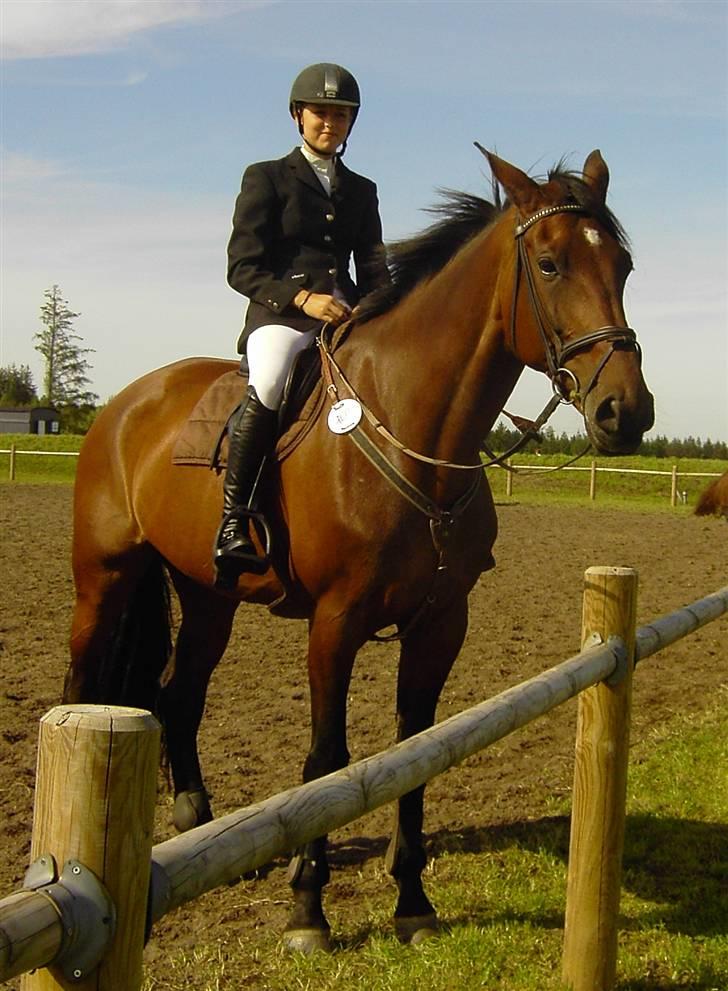 Dansk Varmblod Catuna <3 *Solgt* billede 11