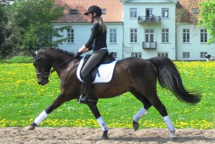 Anden særlig race Cashmir "solgt" billede 3