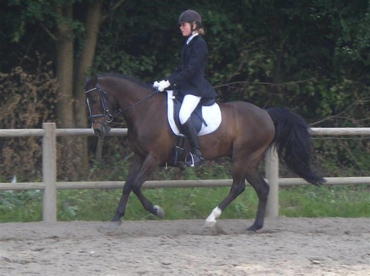 Anden særlig race Cashmir "solgt" billede 7