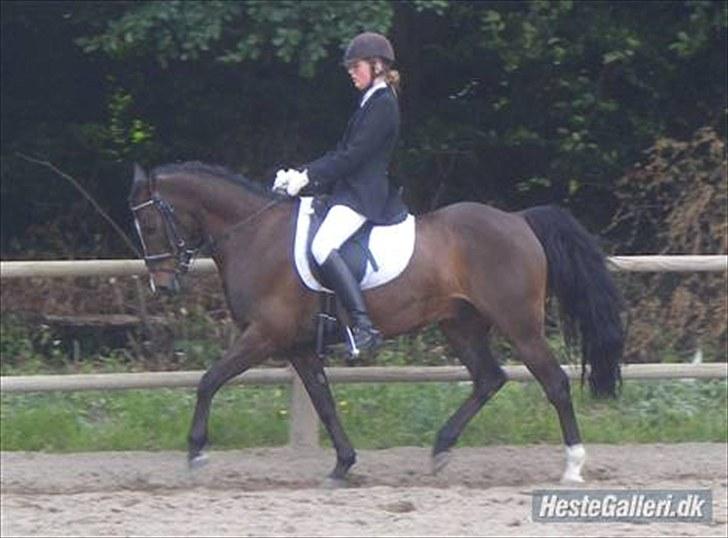 Anden særlig race Cashmir "solgt" billede 8