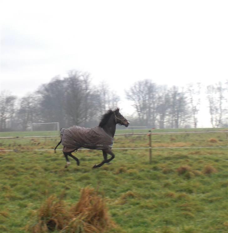 Anden særlig race Cashmir "solgt" billede 9