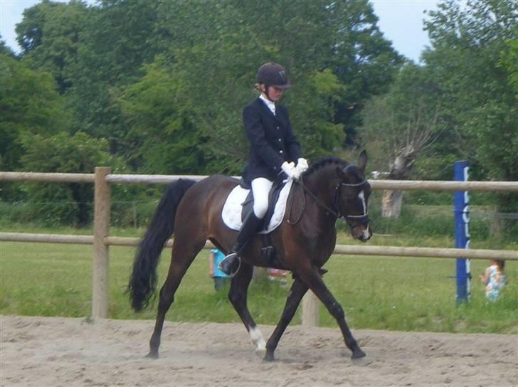 Anden særlig race Cashmir "solgt" billede 12