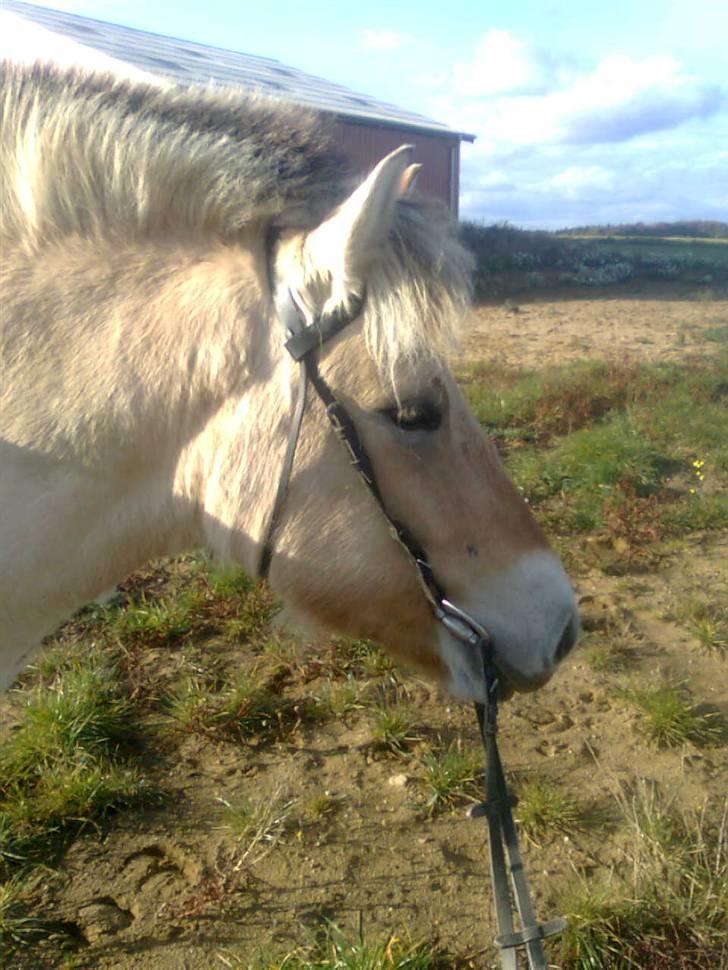 Fjordhest Freja <3 ILU (: billede 15