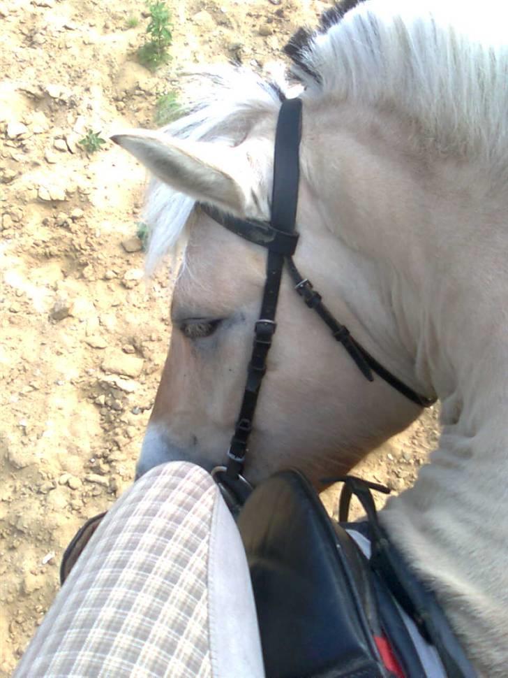 Fjordhest Freja <3 ILU (: billede 18