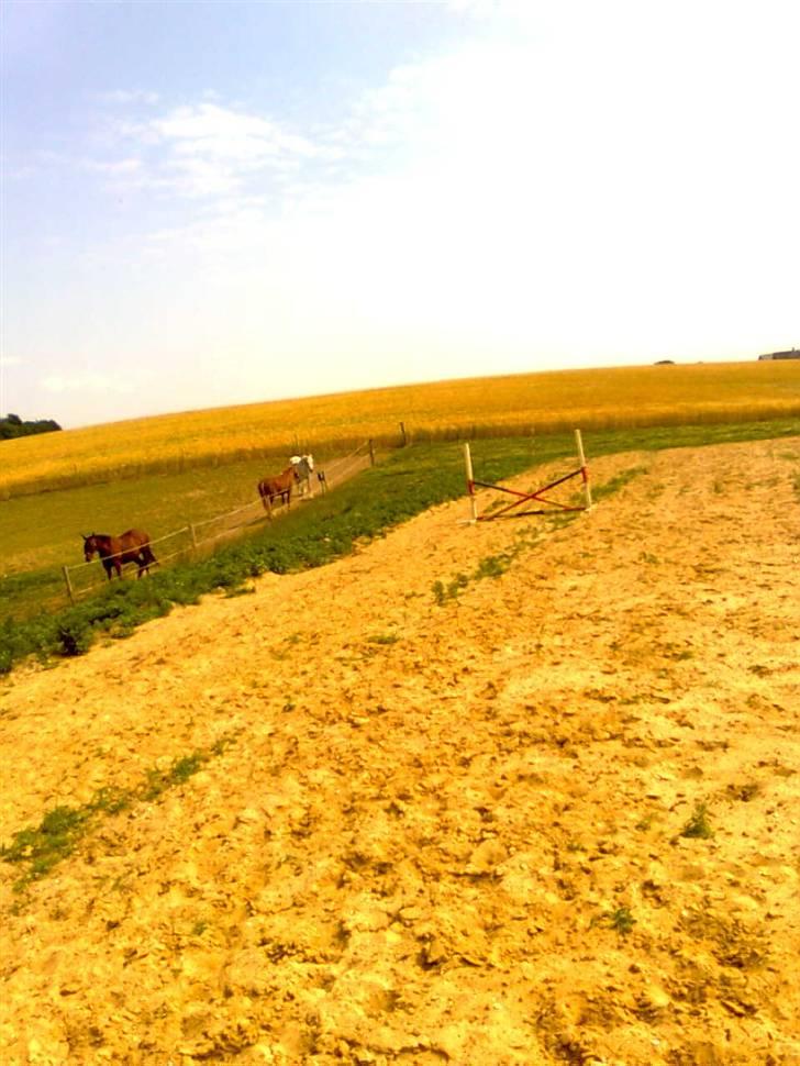 Fjordhest Freja <3 ILU (: billede 19