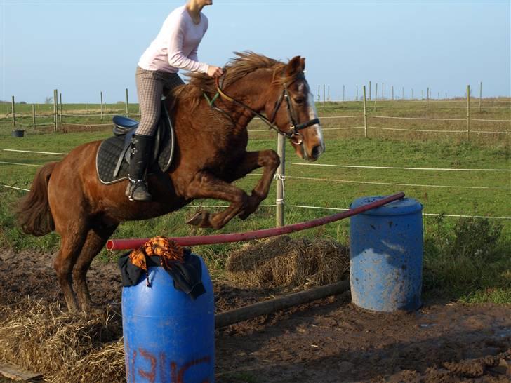 Anden særlig race Difko<3 billede 10
