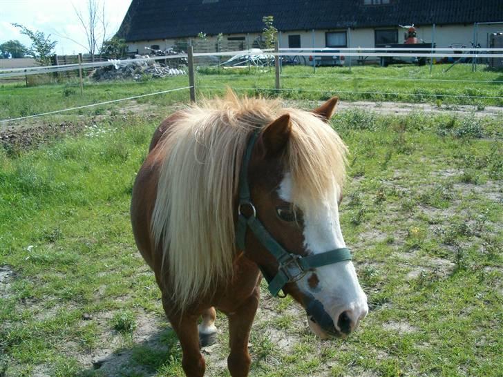 Shetlænder Fanny  RIP  billede 1
