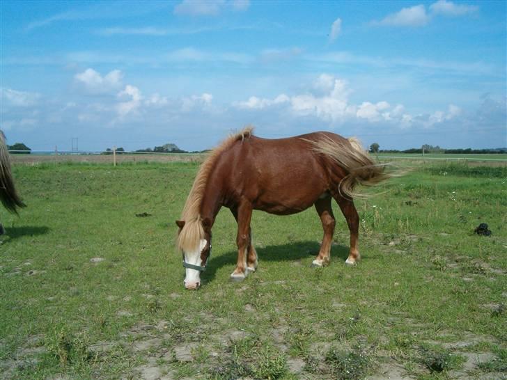 Shetlænder Fanny  RIP  billede 2