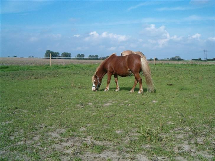 Shetlænder Fanny  RIP  billede 3