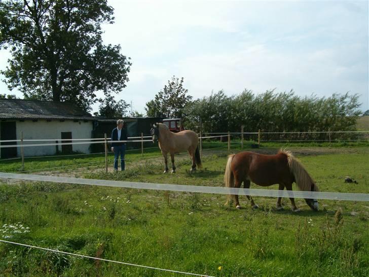 Shetlænder Fanny  RIP  billede 4