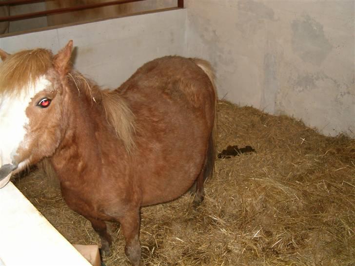 Shetlænder Fanny  RIP  - Fanny i fol   billede 5