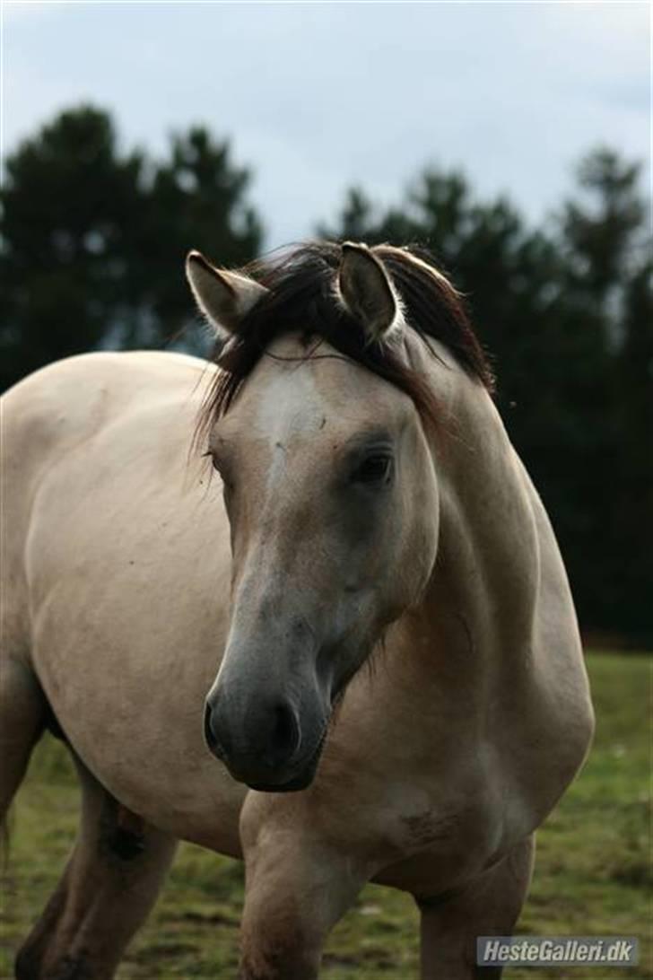 Anden særlig race Mitho's Cujo - flotte cujo :) billede 18