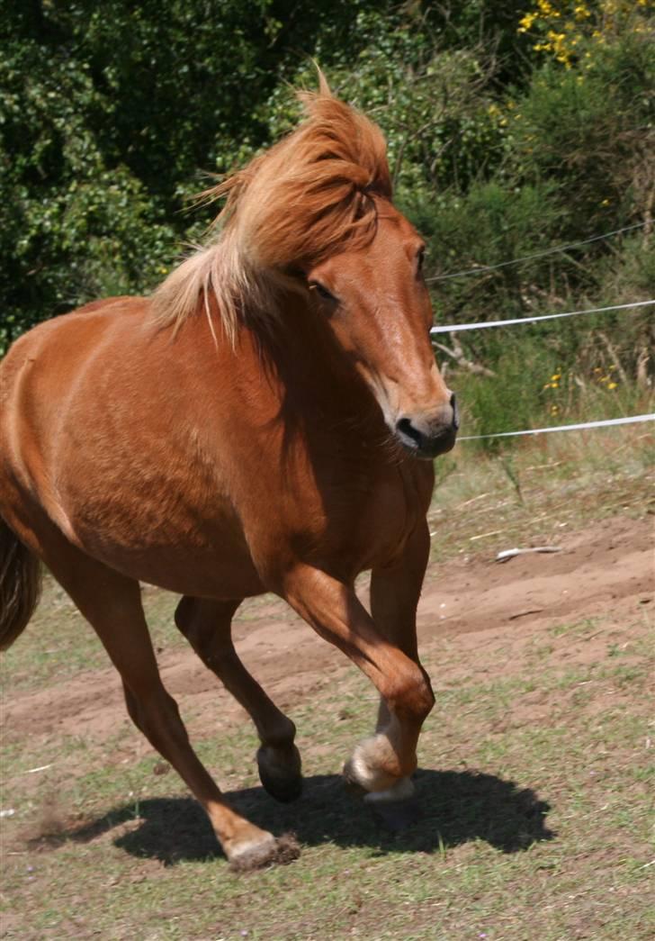 Islænder Feykir - Velkommen til Feykir´s Profil se lige hans skønne billeder billede 1