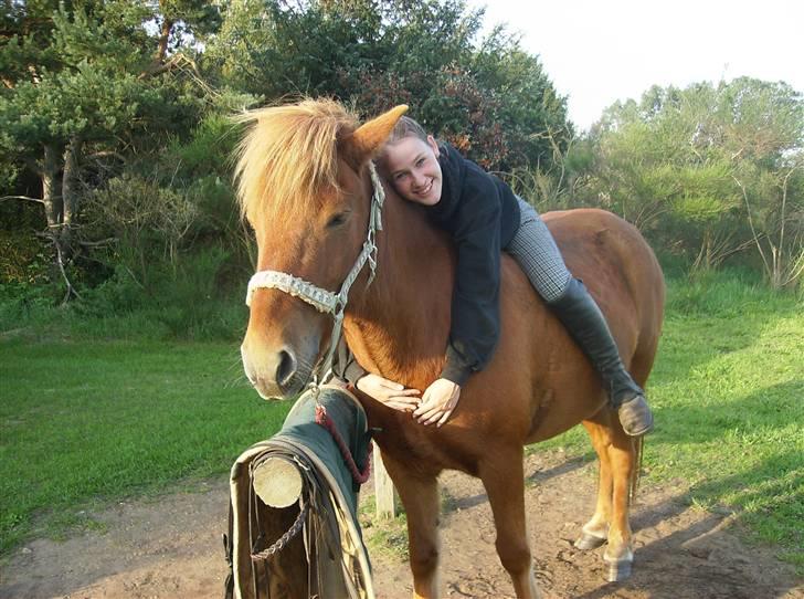 Islænder Feykir - Ih hvor er det skønt med en krammer billede 2