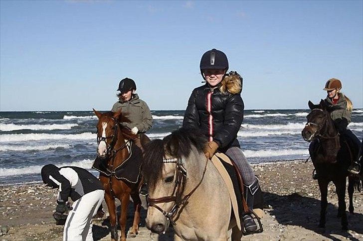Irsk Sportspony | Irish Spirit - Ridelejr 2009 på stranden ;D billede 20