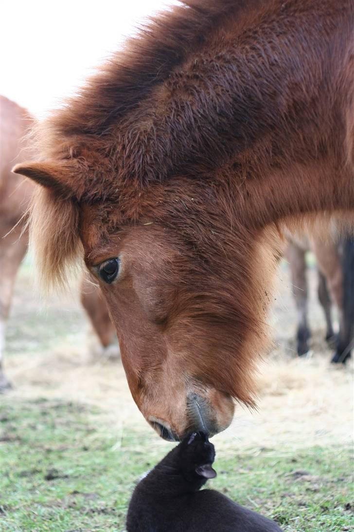 Islænder Feykir - se Annika jeg kan godt være sød mod katten billede 3