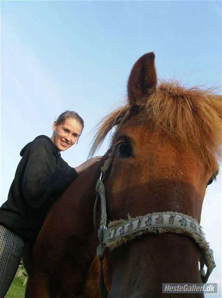 Islænder Feykir - uhh vi er lækre billede 4