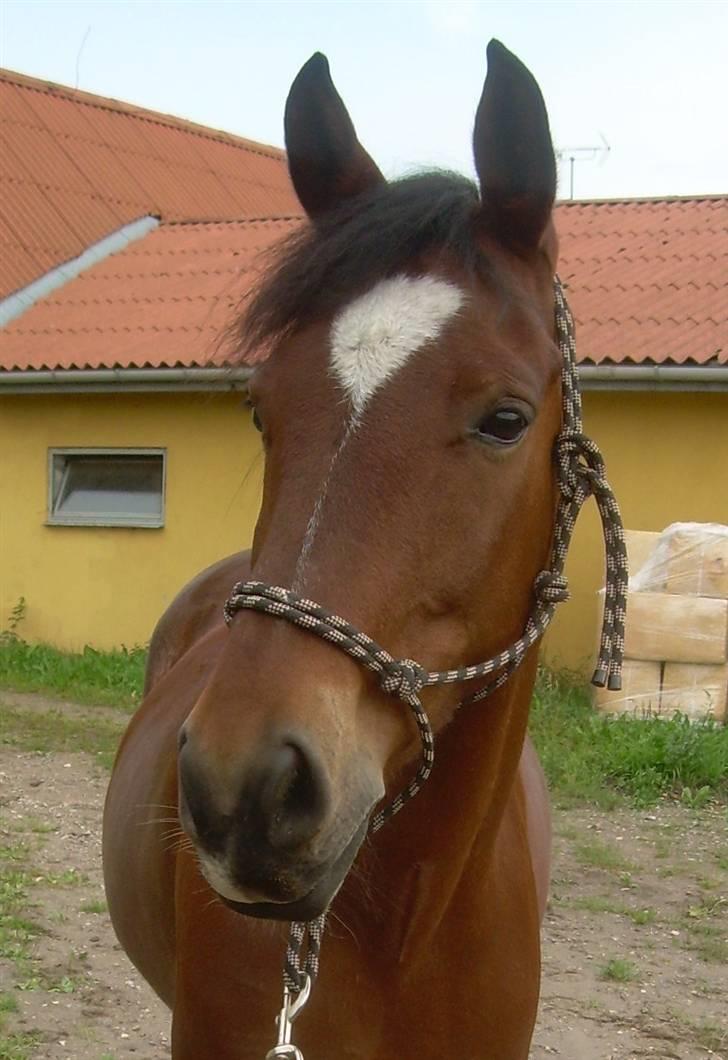 Anden særlig race Kalif billede 8