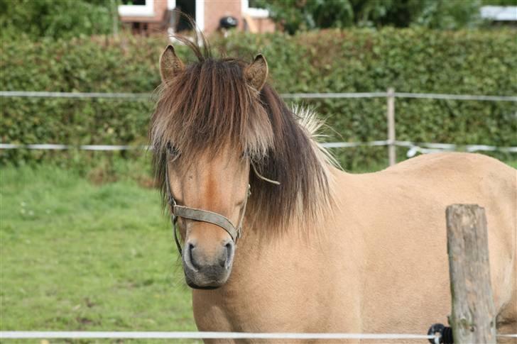 Anden særlig race Zimba / Rex - Min lille fine pony (:<3  billede 8